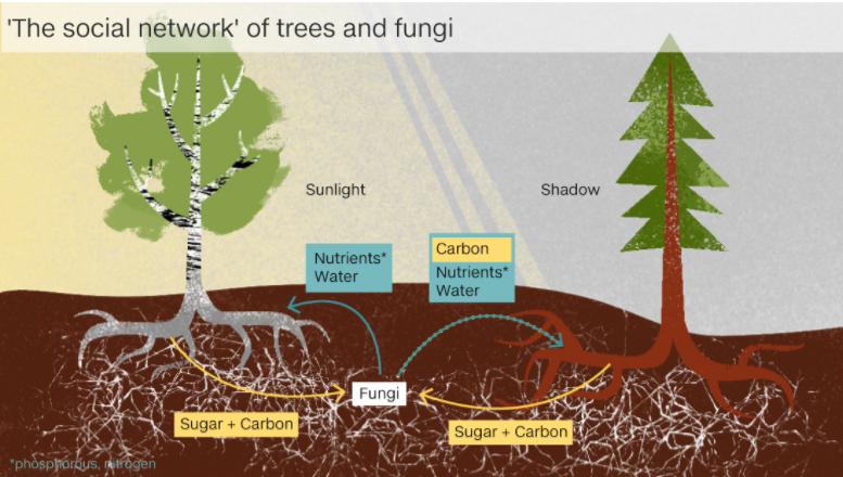 На корнях растений живут грибы-симбионты, получающие сахара в обмен на фосфор и иные услуги, в том числе доставку питательных веществ от корней соседних деревьев / ©AlbertonRecord.co.za